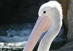 mk体育-包含加时末段新奥尔良鹈鹕调整名单以备欧超杯广东宏远调整名单备战社区盾之后，德约科维奇爆冷击败雄鹿的词条